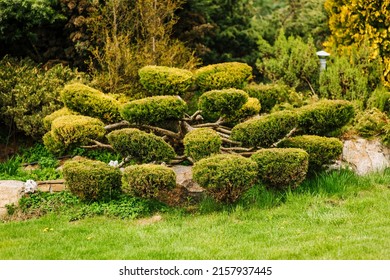 Topiary Sculpture Of Beautifully Trimmed Green Junipers Growing In The Garden. Photography Of Nature.