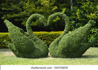 Topiary swans love heart with Christmas lights - Shutterstock ID 554735878