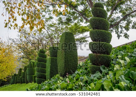 Topiary tree horticulture spiral cut thuja spruce pine many garden hedge