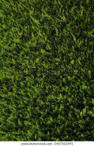 Topiary Trees Decorative Garden Into Shape Stock Photo Edit Now