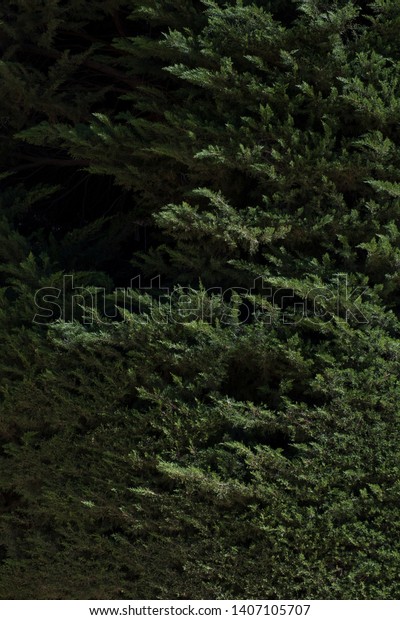 Topiary Trees Decorative Garden Into Shape Stock Photo Edit Now