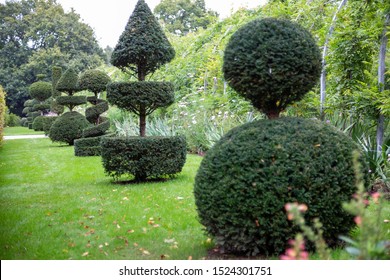 Topiary trees in a garden