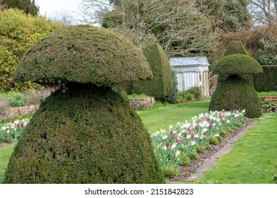 topiary trees and tulips in an english country garden