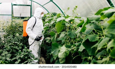 The topic of industrial agriculture. A person sprays toxic pesticides or insecticides on a plantation. Weed control.
