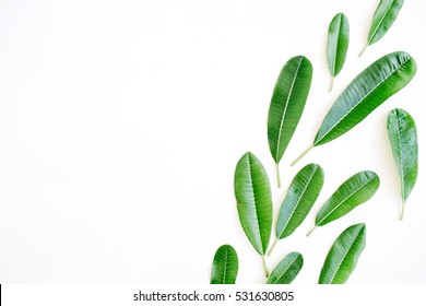 topical green leaf on white background. flat lay, top view