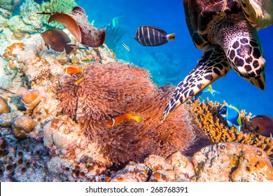 Topical saltwater fish ,clownfish - Anemonefish. Maldives - Ocean coral reef. Warning - authentic shooting underwater in challenging conditions. A little bit grain and maybe blurred.