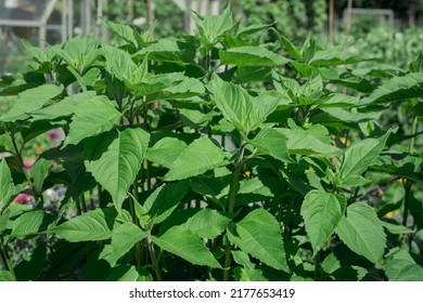  Topinambour Helianthus Tuberosus ,Jerusalem Artichoke Plant