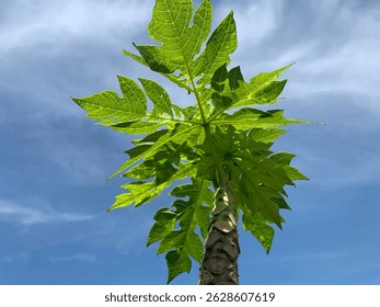 the topmost fruit leaf seen from below