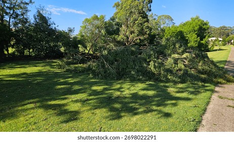 A toppled tree with broken branches blocks grass near a footpath on a sunny day.