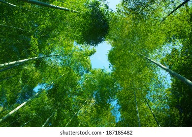 Tops of bamboo trees and blue sky. - Shutterstock ID 187185482