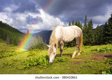  tops the Carpathian Ukraine grazing wild horses of the season in the spring of recovering on alpine pastures in autumn take. The summer they spend without protection on the loose