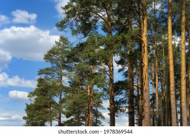 Tops of mighty pines against a blue sky with clouds. Pine forest on a sunny day. Evergreen old pines, large upper part. Russia, Middle Urals