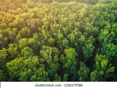 The tops of an oak forest. A view of the trees from a bird's-eye view. - Powered by Shutterstock