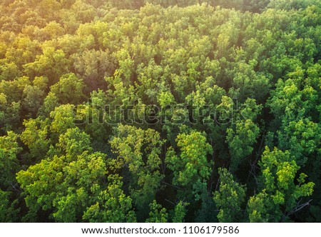The tops of an oak forest. A view of the trees from a bird's-eye view.