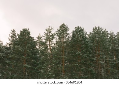 The tops of pine trees in snow