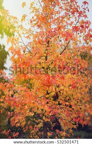 Similar – Foto Bild Indian Summer Natur