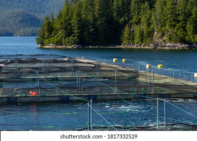 Topside View Of Industrial Salmon Fish Farm Off The Coast Of British Columbia, Canada On A Sunny Day.