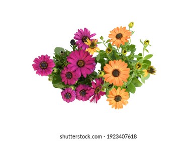 Topview Beautiful  Violet And Orange Arctotis Flower Blooming And Growing With Green Leaves And Branch, On White Background Isolated And Clipping Path, Plant For Flower Gardne Concept.