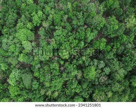 Topview green forest on the world. Ecosystem ecology healthy environment. Natural background. 