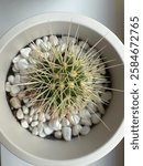 A top-view photo of a green cactus with sharp yellow spines in a white pot. The soil is covered with white stones, and red spines are visible below. The radial symmetry of the spines stands out.