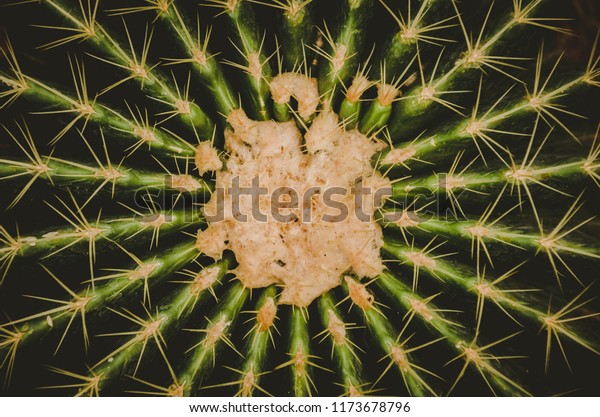 Topview Shot Golden Barrel Cactus Have Stock Photo Edit Now 1173678796