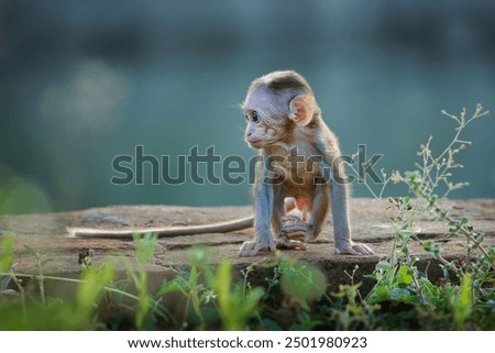 Toque Macaque Macaca sinica reddish-brown Old World monkey endemic to Sri Lanka, known as the rilewa or rilawa, baby monkey in the ancient temple in Sri Lanka.