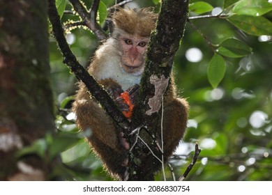 Toque macaque (Macaca sinica) sitting in tree, eating, rainfall, Sinharaja Rainforest National Park, Sri Lanka