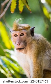 Toque Macaque male waiting to be fed at a picnic spot	