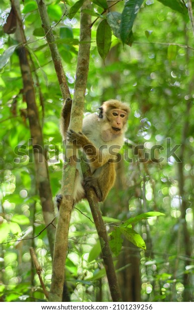 Toque macaque monkey climbs onto a slender tree\
trunk in the shade of the tropical rain forest, cheek pouch full of\
collected food.