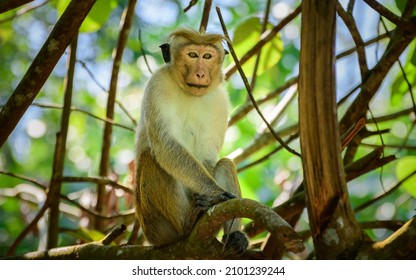 Toque Macaque Monkey Resting In A Tree Under The Shade. Yellow Eyes Looking Right At The Camera.