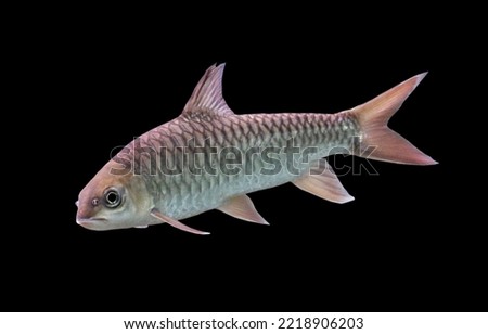 Tor douronensis (Labeobarbus) on isolated black background. This Asian freshwater river carp, family Cyprinidae can be used for food and ornamental fish.