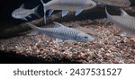 The tor putitora, Putitor mahseer, Himalayan mahseer, or golden mahseer, is an endangered species of cyprinid fish found in rapids, river pools, and lakes in the Himalayan region.