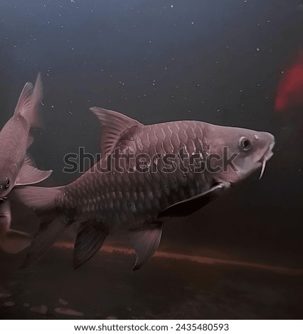 Tor tambra progo is a typical mahseer, with Cyprinidae characteristics, large scales and a large head in proportion to the depth of the body. Usually longer and slimmer than some other species