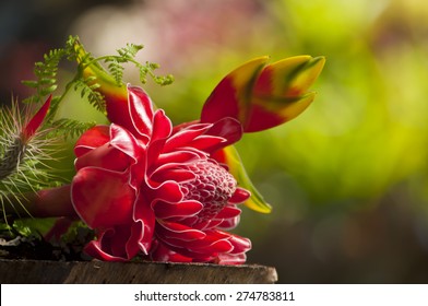 Torch Ginger