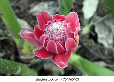 Torch Ginger Ginger Flower Bunga Kantan Stock Photo 734760403 ...