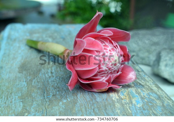 Torch Ginger Ginger Flower Bunga Kantan Stock Photo (Edit Now