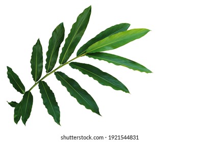 Torch Ginger Or Wild Ginger Leaves The Tropical Forest Flowering Plant In The Ginger Family, Zingiberaceae. Green Leaves Branch  Isolated On White Background With Clipping Path.