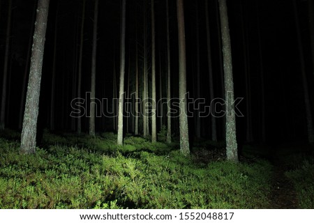 Torch lighted forest at night. Pine forest with green ground. An uncomfortable atmosphere and fear of the unknown and darkness. Day of the dead in dark. Halloween mood in a place where people get lost