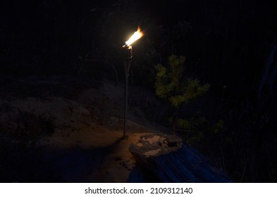 Torch, Tree Stump And A Pine Sapling