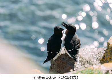 Tordalk Razorbill Isle Of May Scotland