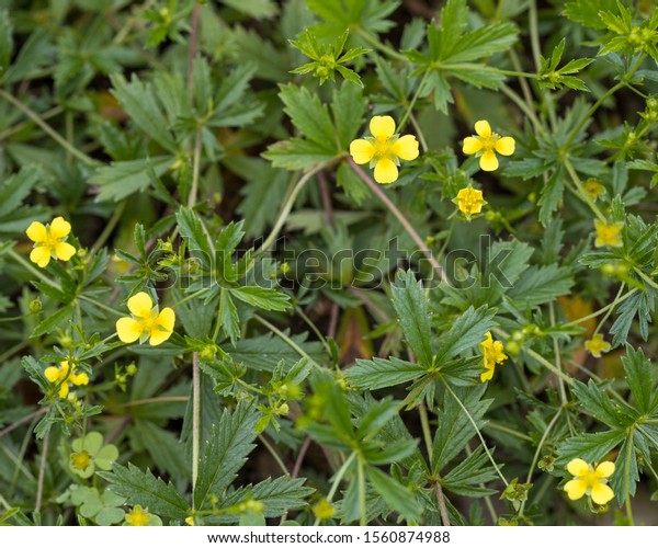 Tormentil Potentilla Erecta Healing Plant Leafs Stock Photo (Edit Now ...