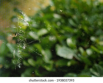 Torn And Damaged Lanai Porch Window Screen In Need Of Repair Or Replacement. Swimming Pool Cage Frame Enclosure Mosquito Screen With Hole.