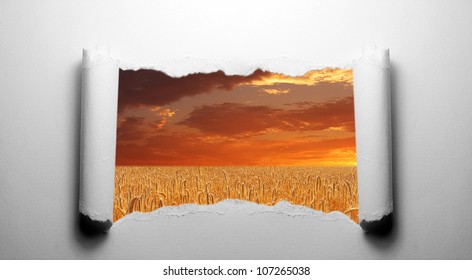 Torn Paper With Wheat Field Landscape