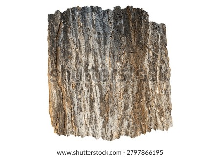 Torn Tree Bark Strip Element Isolated on White Background