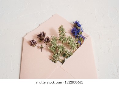 Torn Watercolor Paper. Mocap Greeting Card. Mint And Hyssop Flower. Natural Homemade Tea. Tea Flowers. Christmas Or Valentine's Day. Top View, Copy Space.