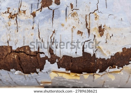 torn white bark layers over a rough brown log surface, shedding paper birch tree trunk with cracked rustic timber