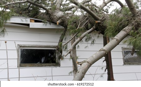 Tornado Causes Roof Damage With A Fallen Pine Tree