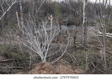 Tornado Damage in a Forest