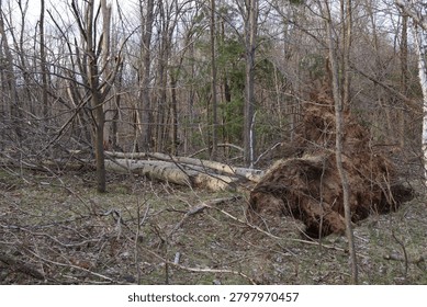 Tornado Damage in a Forest