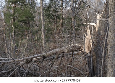 Tornado Damage in a Forest